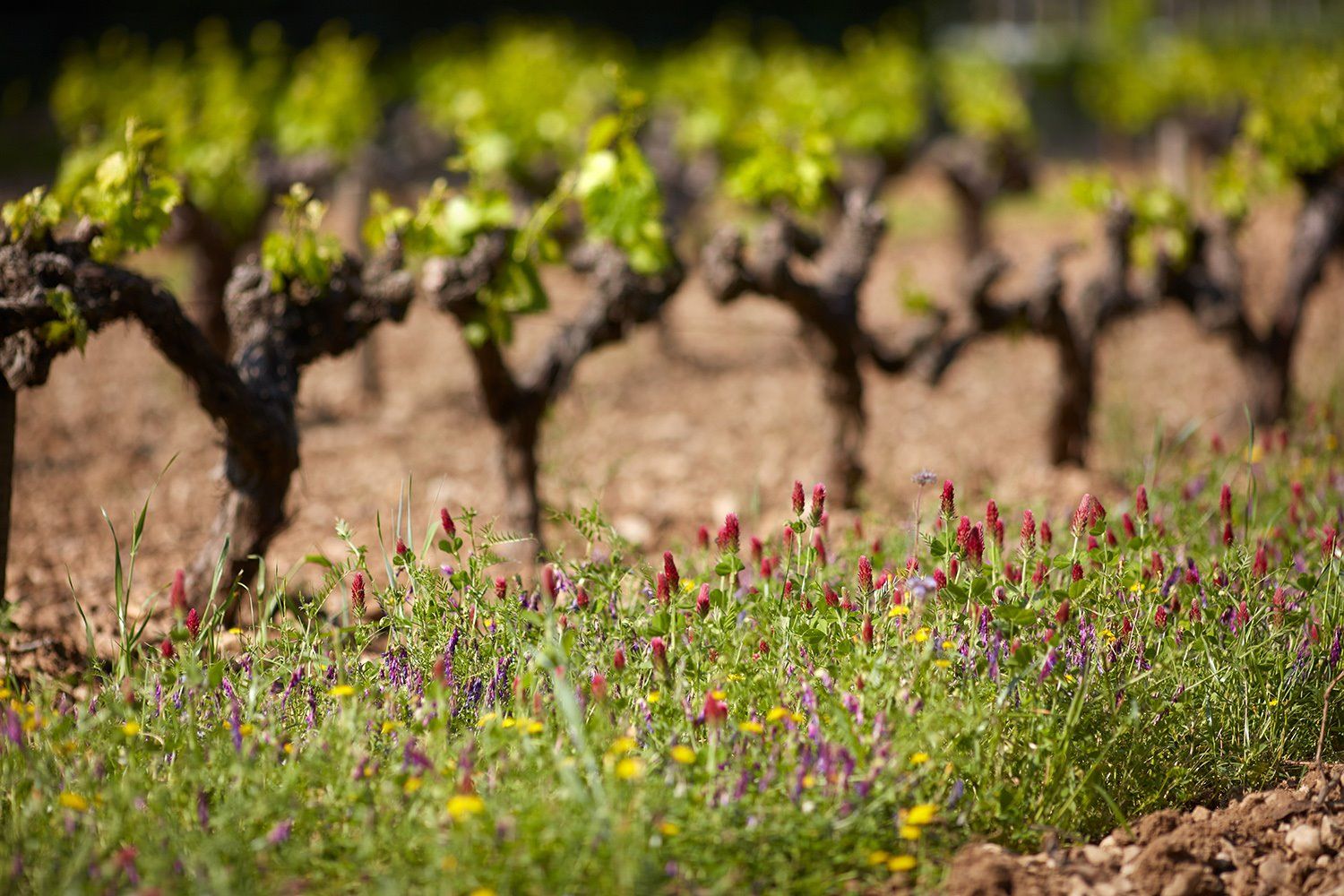Domaine de Fontenille en France