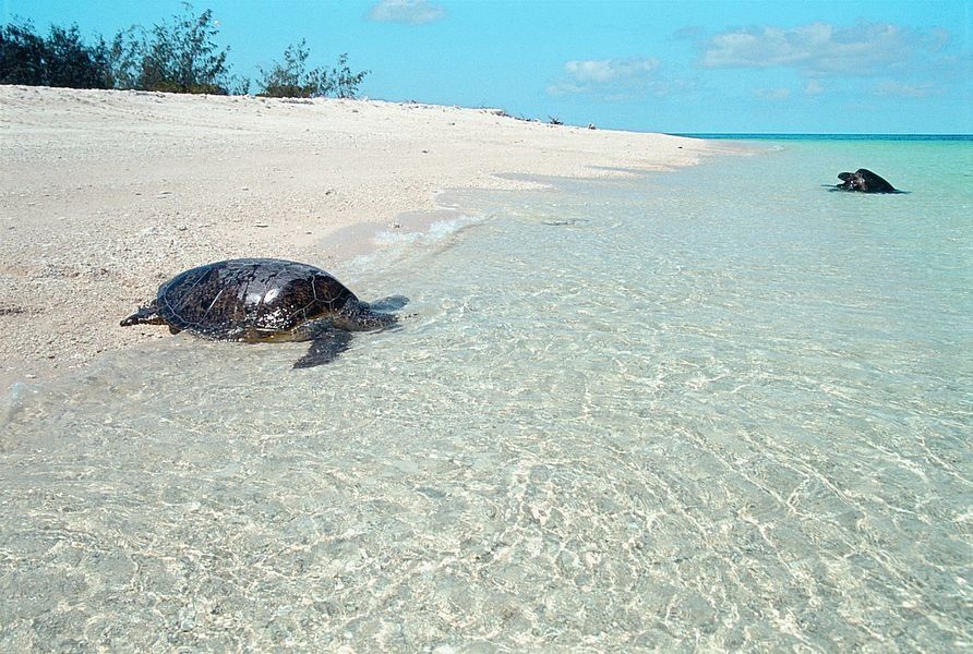 Wilson Island en Gran Barrera de Coral