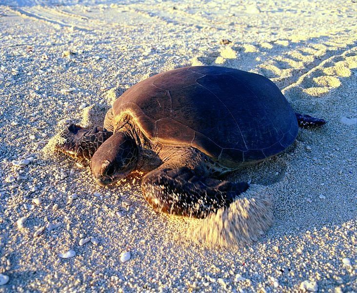 Wilson Island en Gran Barrera de Coral