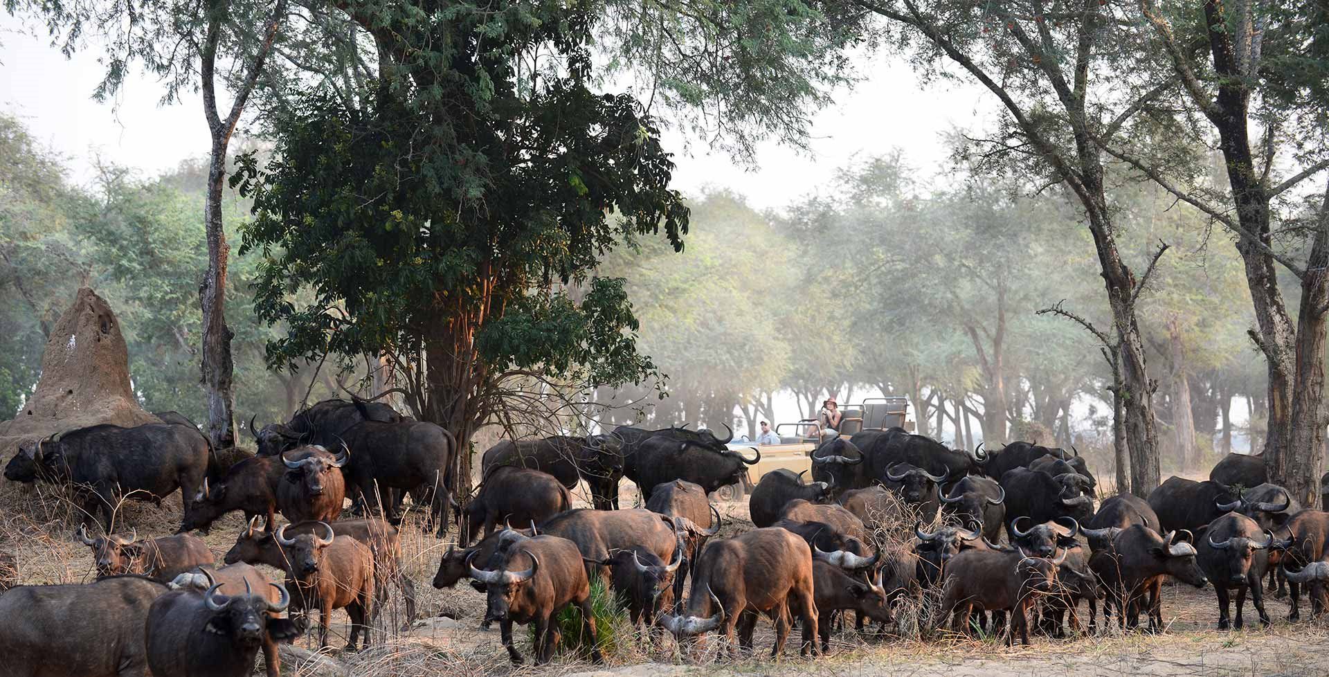 Sausage Tree Camp en Lower Zambezi