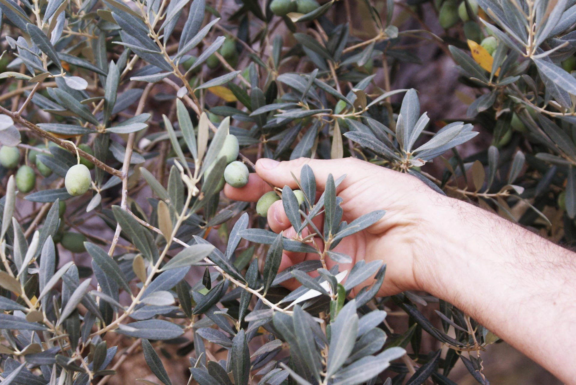 Agroturisme Gossalba en Mallorca