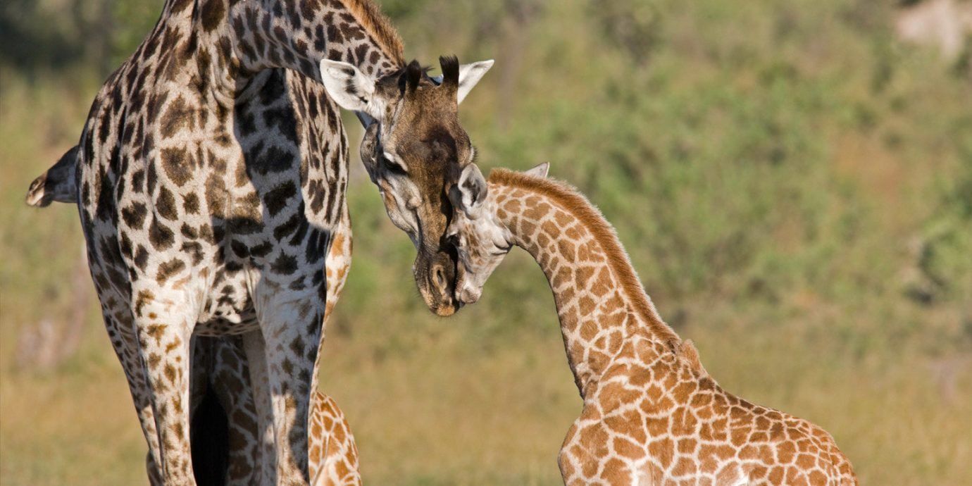 Belmond Khwai River Lodge en Moremi