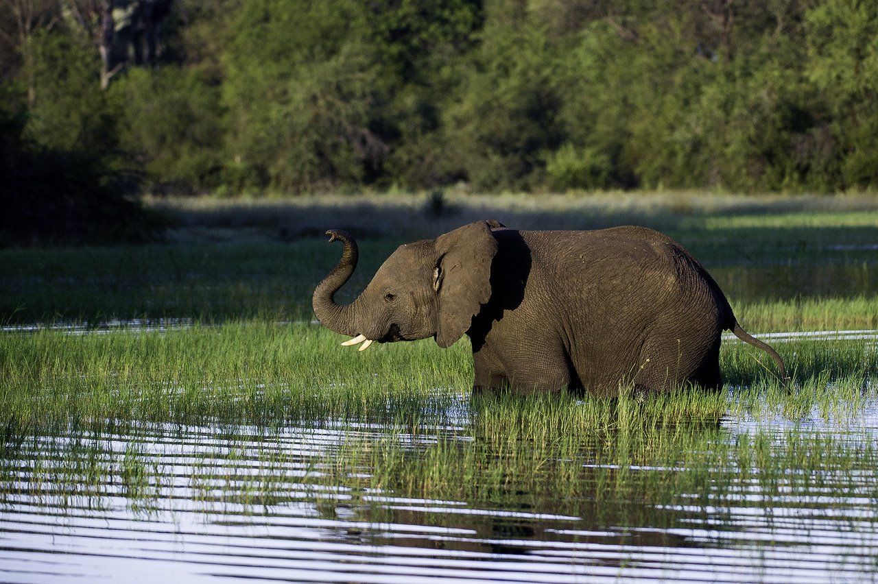 Mombo Camp en Moremi