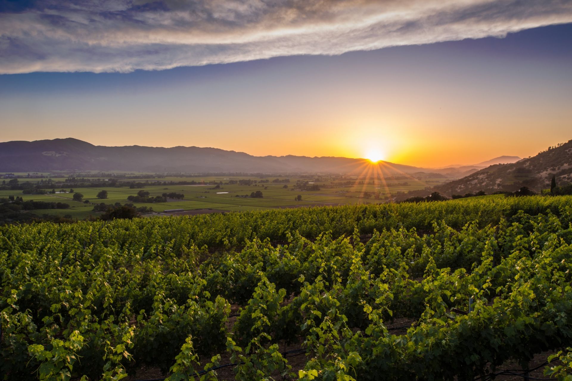 Napa Valley | LAT.40