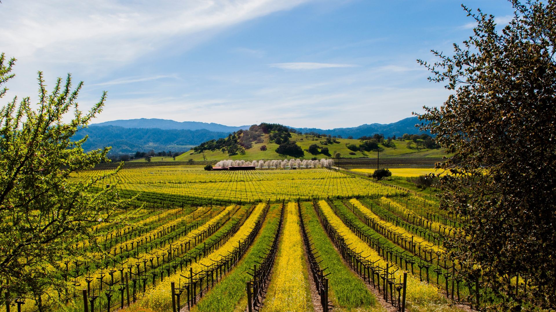 Napa Valley | LAT.40