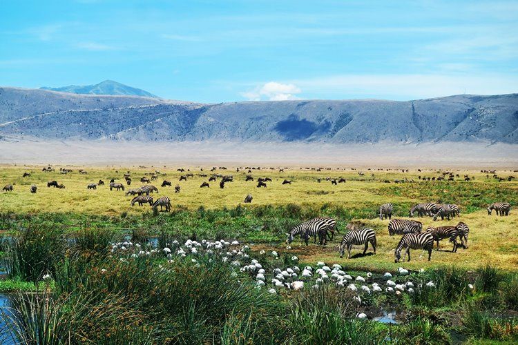 Ngorongoro