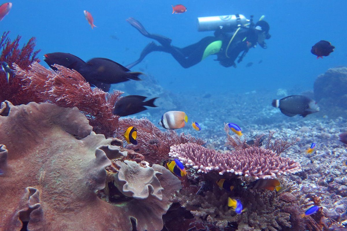 Tiger Blue en Raja Ampat