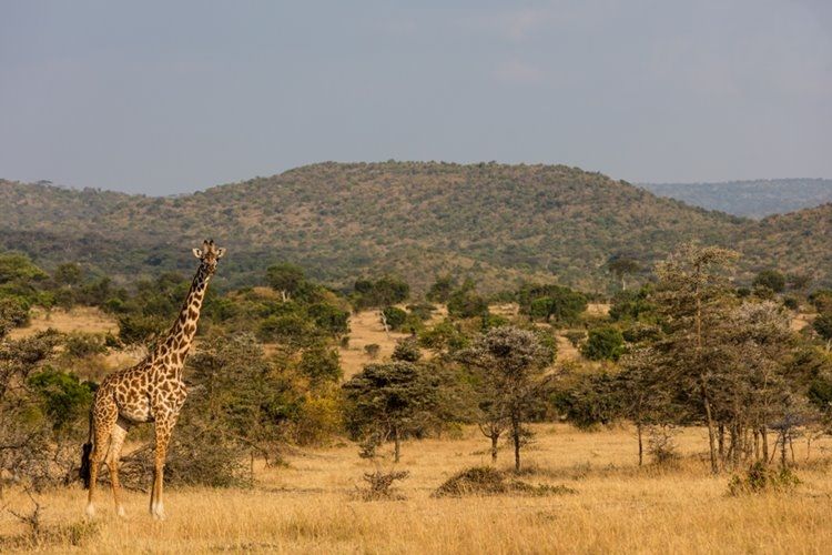1920's Cottar's Safari Camp en Masai Mara