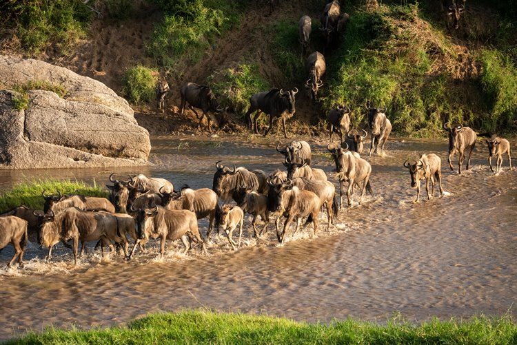 1920's Cottar's Safari Camp en Masai Mara