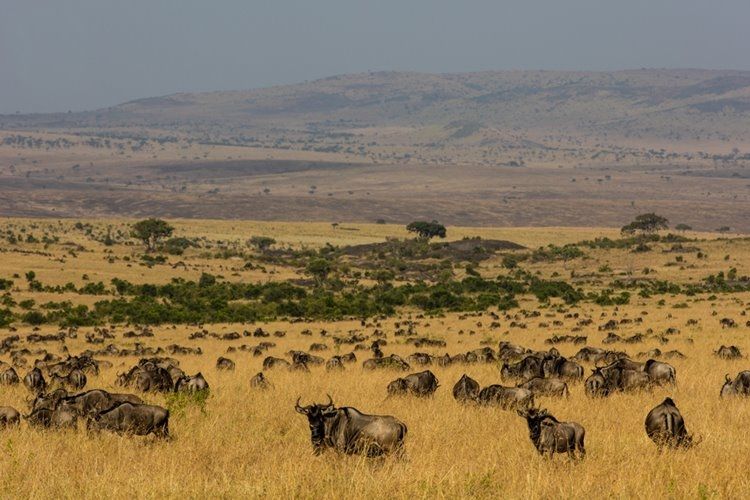 1920's Cottar's Safari Camp en Masai Mara