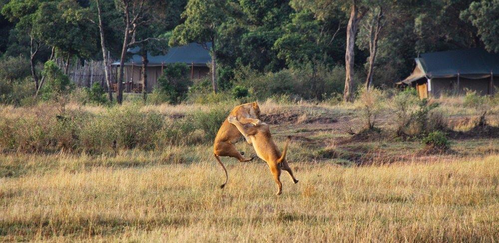 Offbeat Mara Camp en Masai Mara