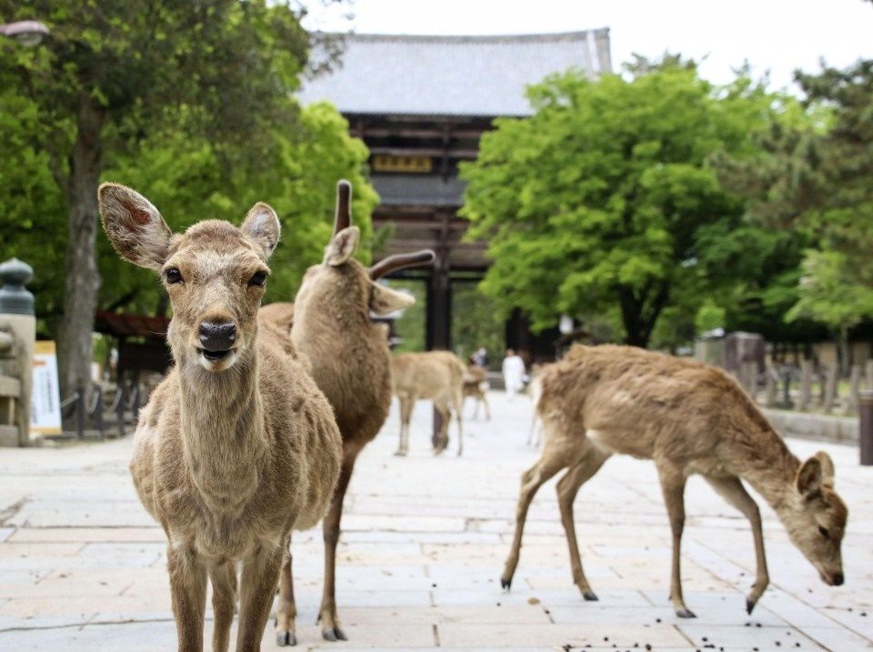 Nara | LAT.40
