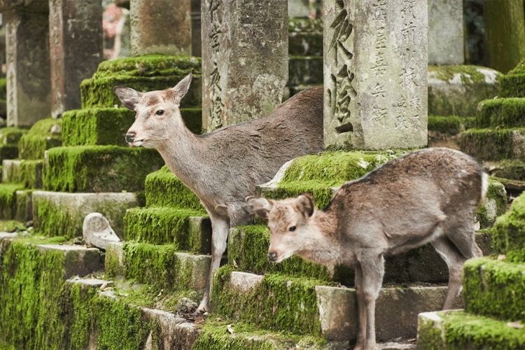 Nara | LAT.40