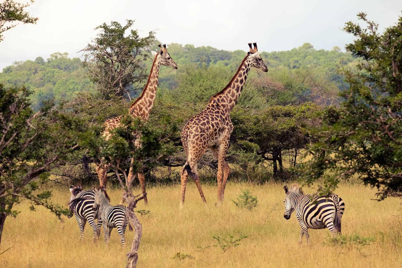 Selous Reserve
