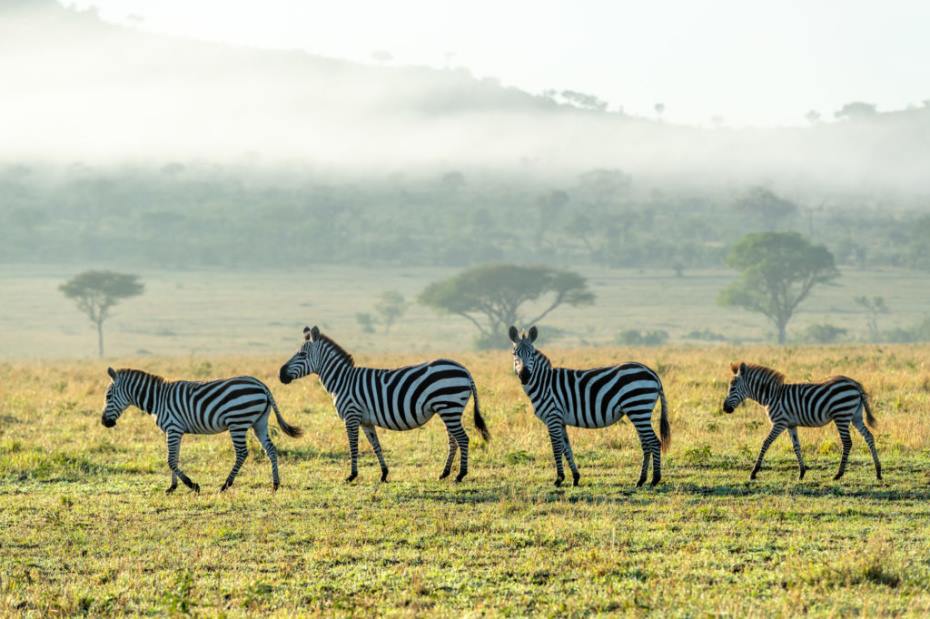 Asanja Grumeti en Serengeti