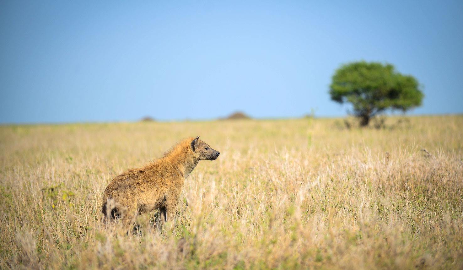 Asanja Grumeti en Serengeti