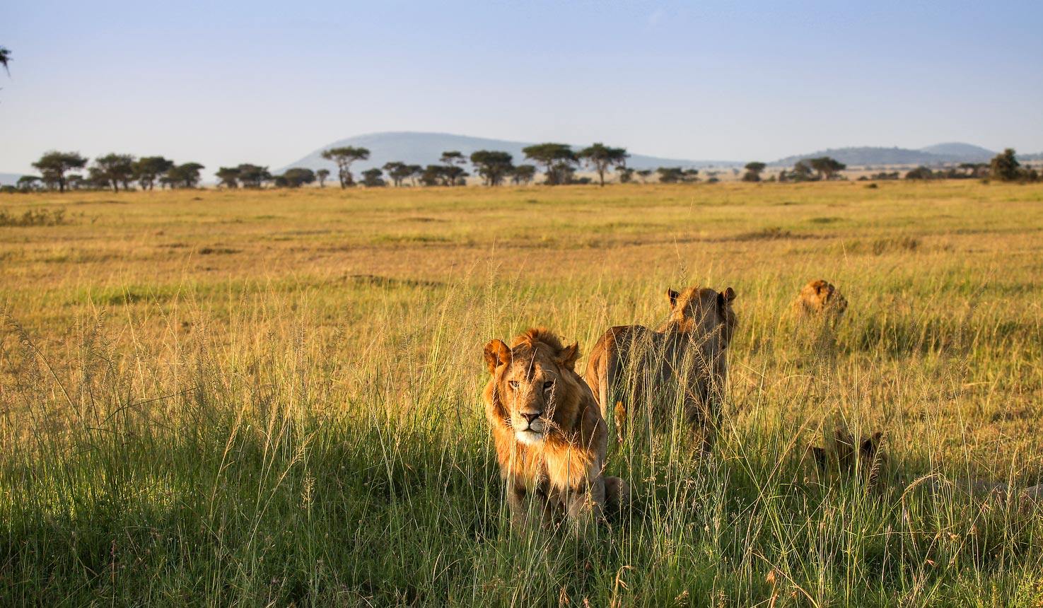 Asanja Grumeti en Serengeti