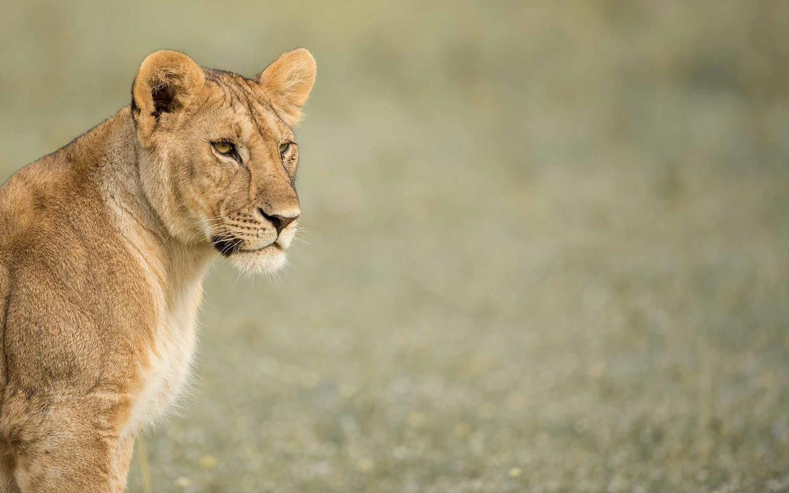 Asanja Grumeti en Serengeti
