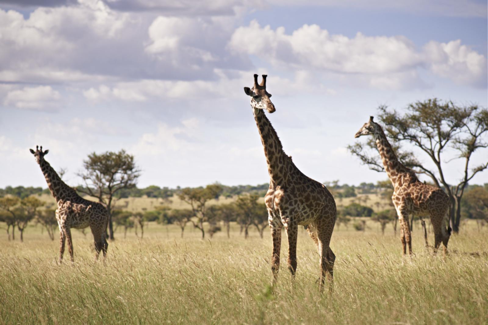 Asanja Grumeti en Serengeti