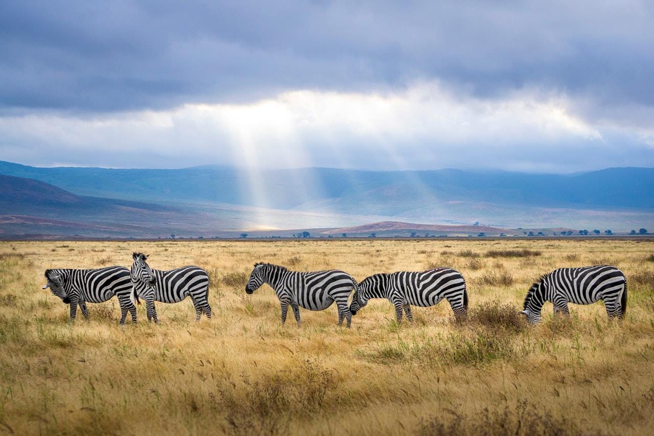 Asanja Grumeti en Serengeti