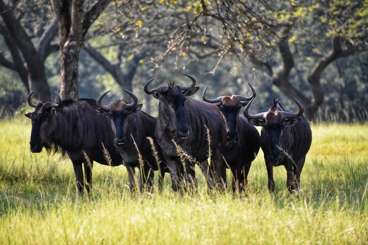 Asanja Grumeti en Serengeti