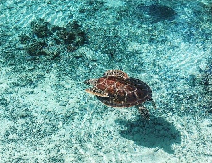 The Brando Resort en Tetiaroa