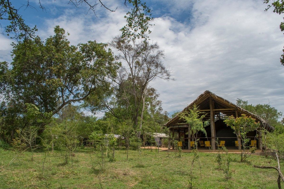 Tree Tops Jungle Lodge en Yala