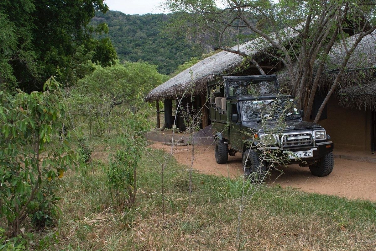 Tree Tops Jungle Lodge en Yala