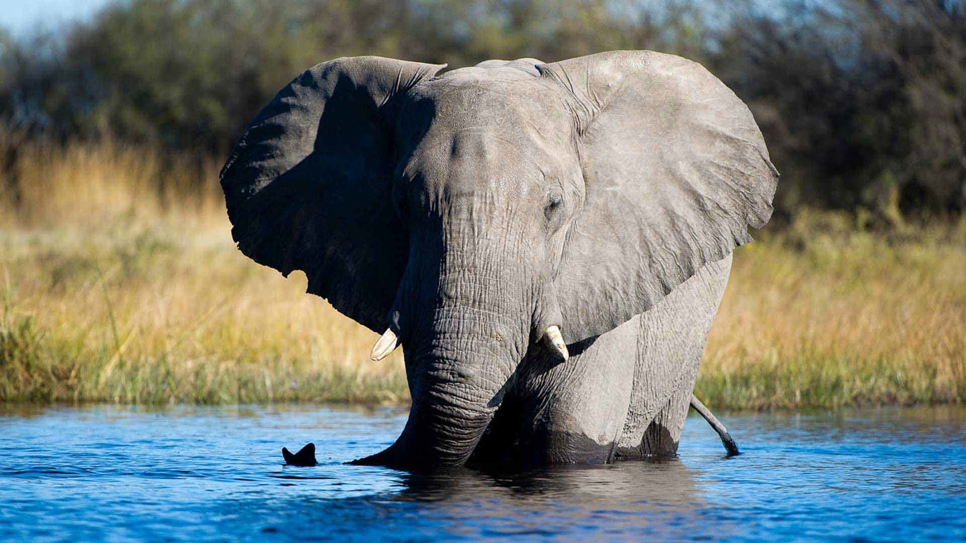 Linyati Tented Camp en Chobe