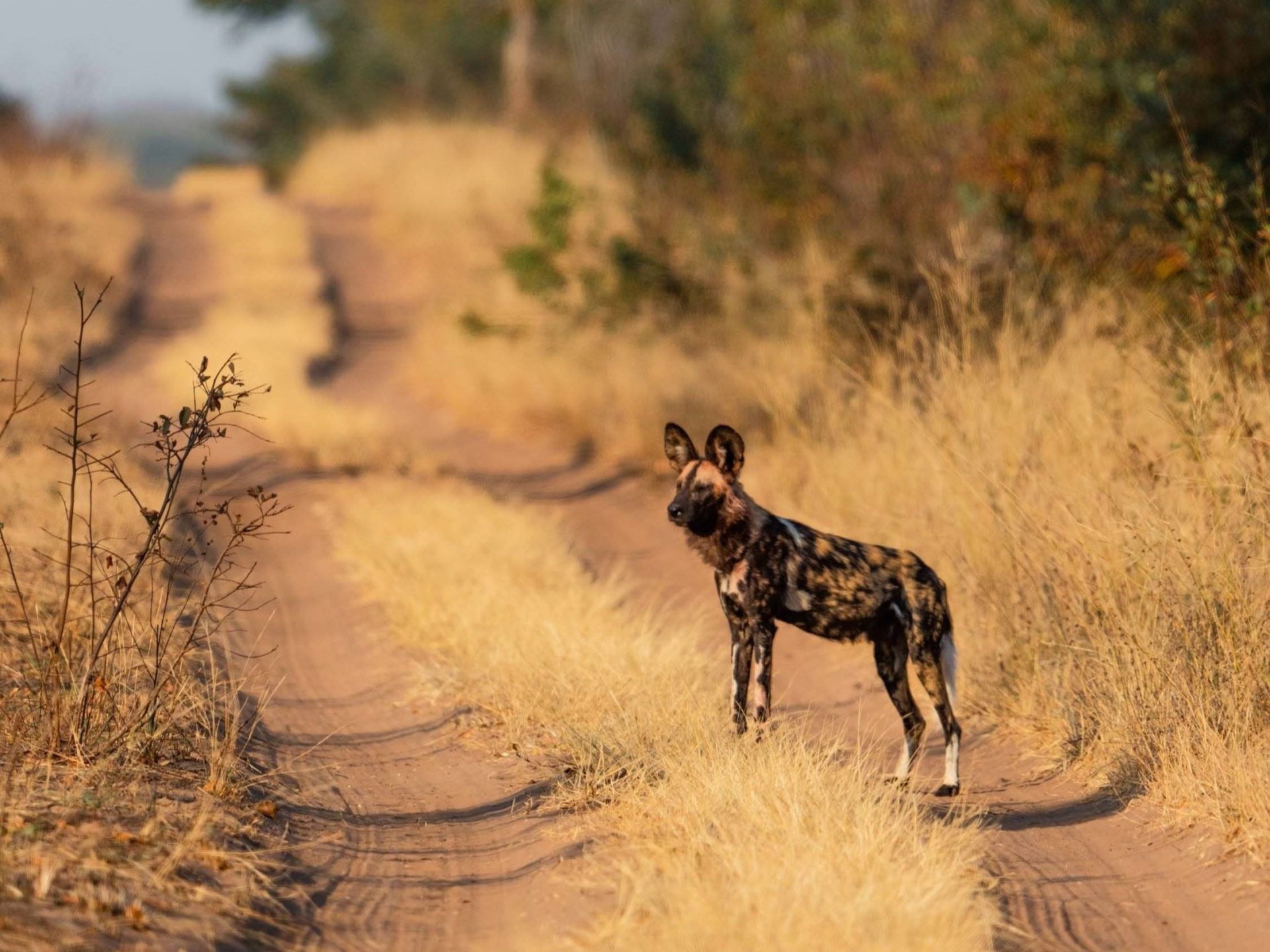 Khulu Bush Camp en Hwange