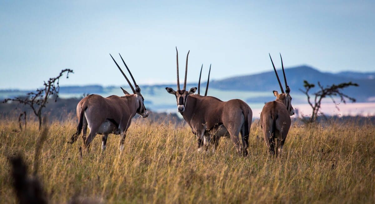 Offbeat Sosian Lodge en Laikipia 