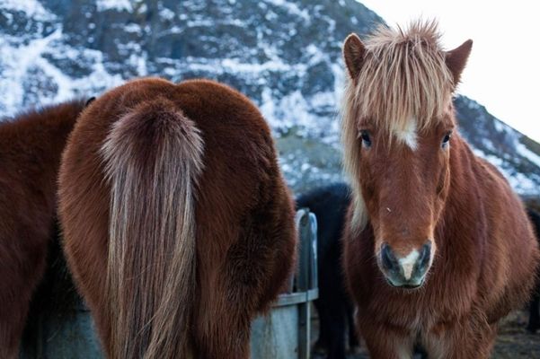 Svinoya Rorbuer en Lofoten
