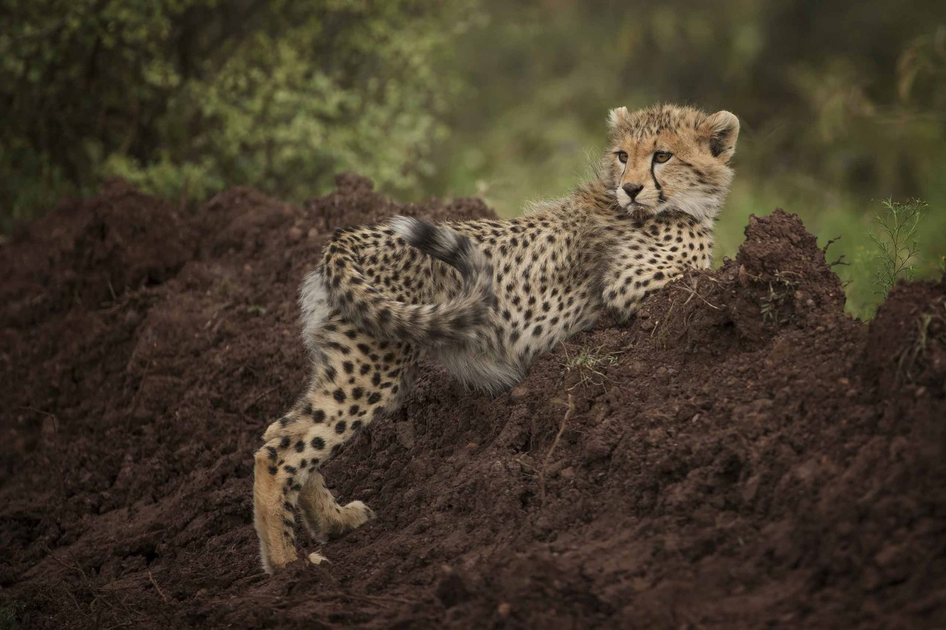 Singita Mara River Tented Camp en Serengeti