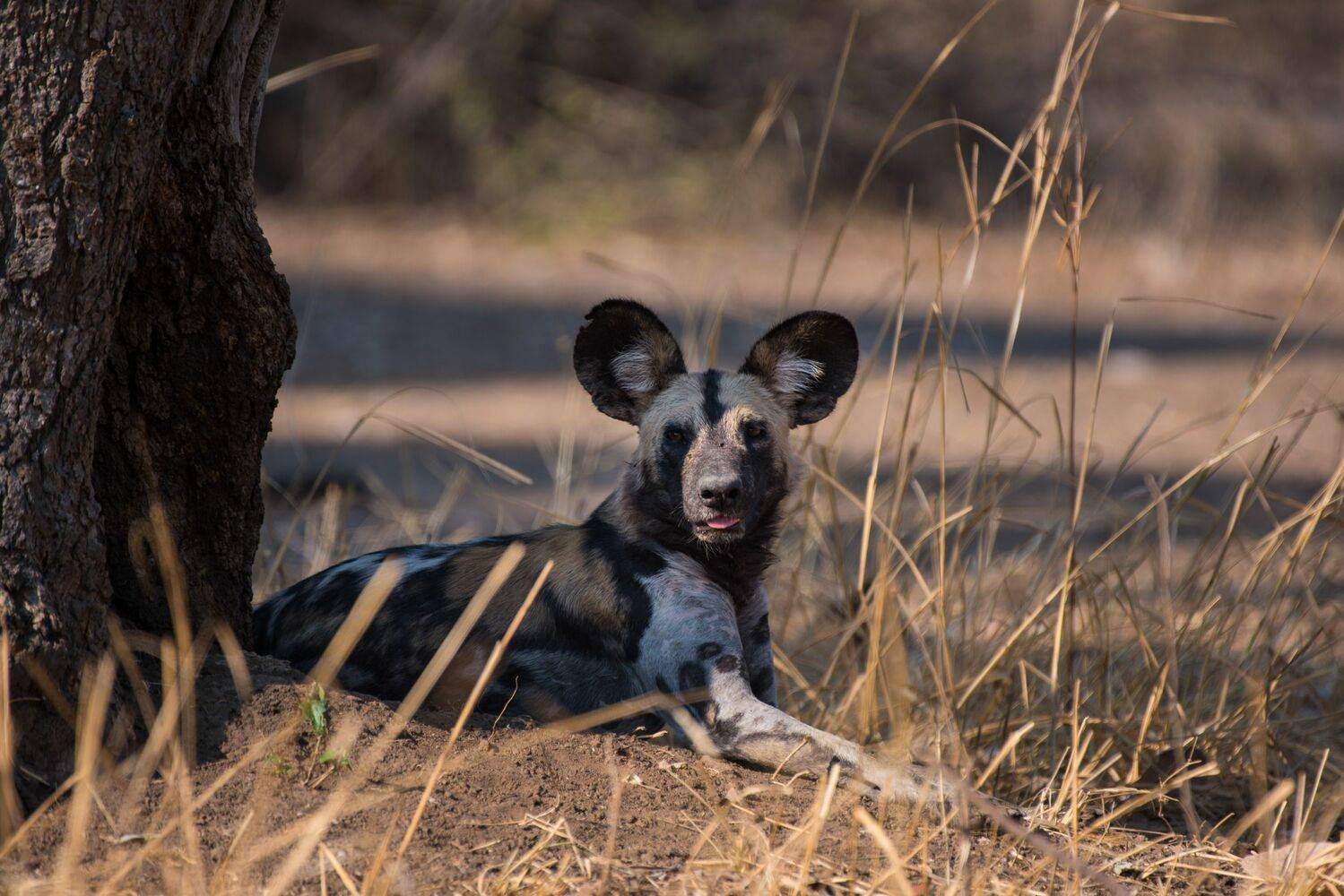 Shawa Luangwa Camp en Luangwa Valley