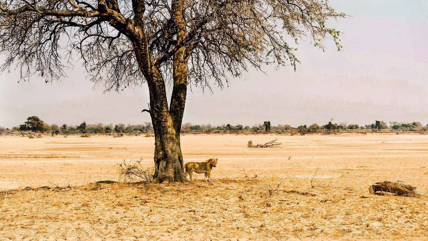 Shawa Luangwa Camp en Luangwa Valley
