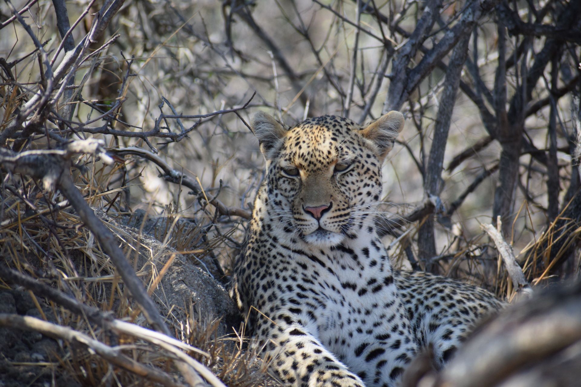 AM Lodge en Kruger National Park