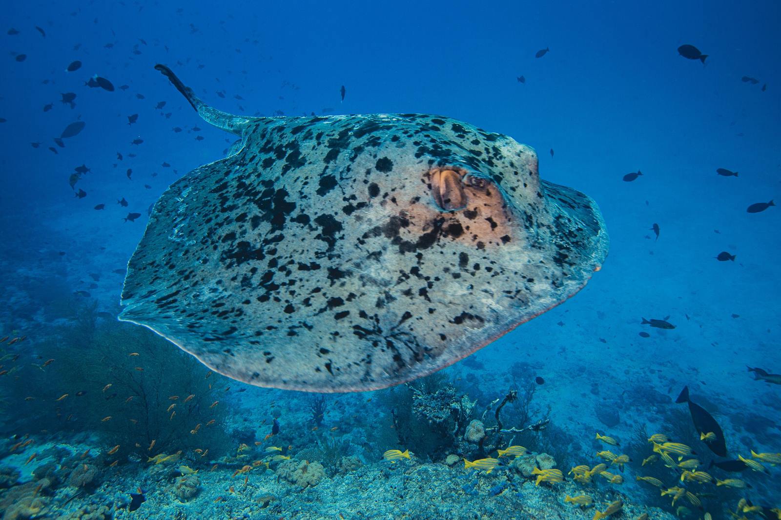 Mövenpick Resort Kuredhivaru Maldives en Noonu Atoll