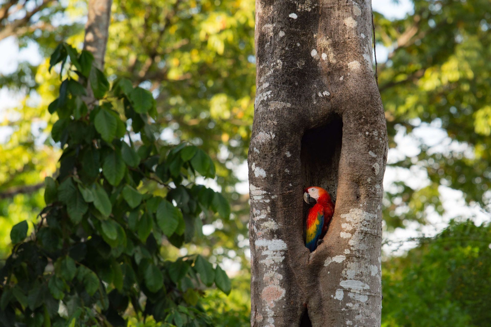 Botanika Osa Peninsula, Curio Collection by Hilton en Manuel Antonio