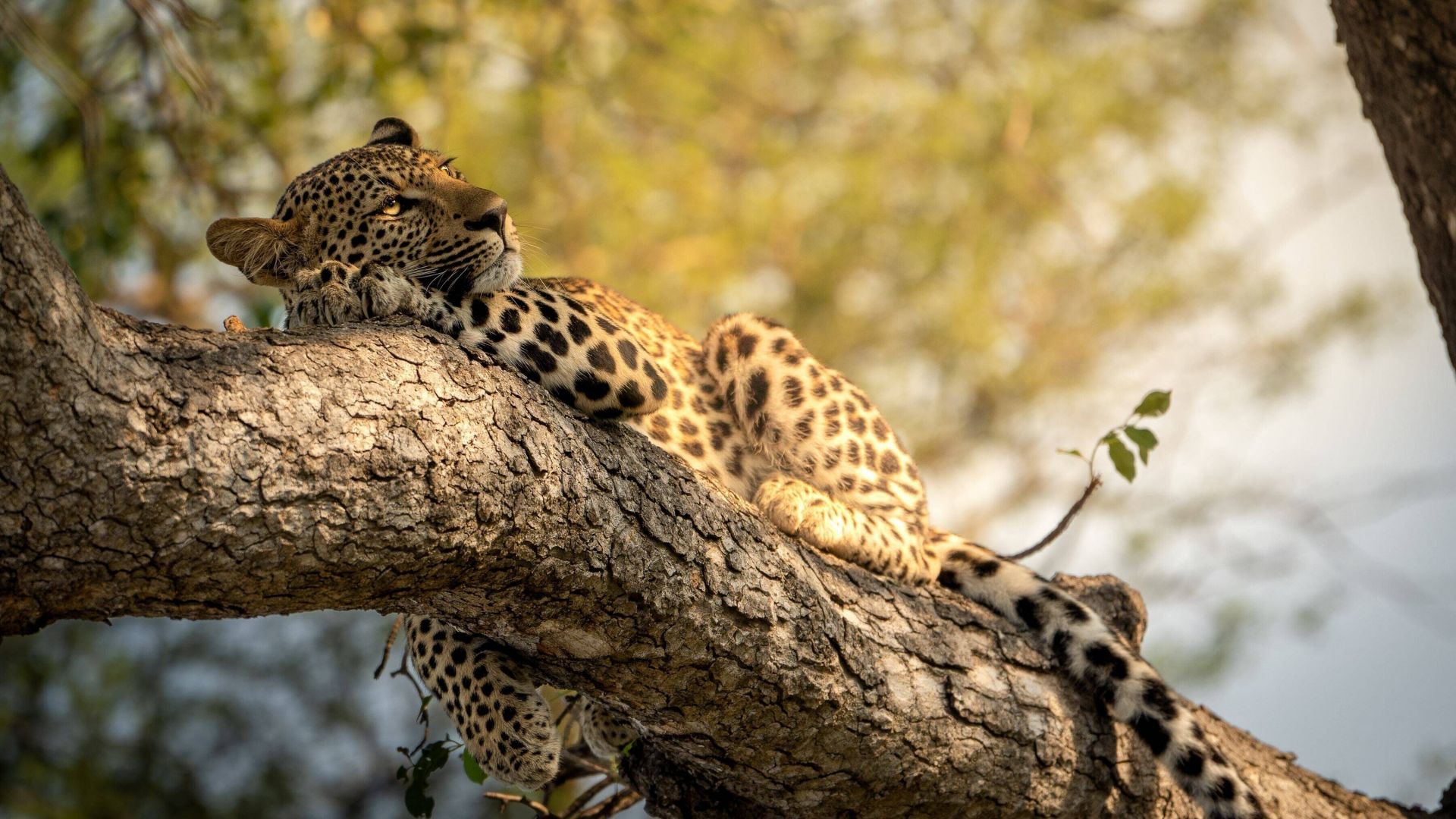 Reserva Natural Thornybush