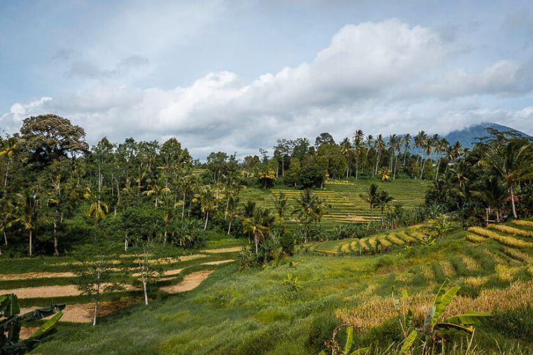 Munduk | LAT.40