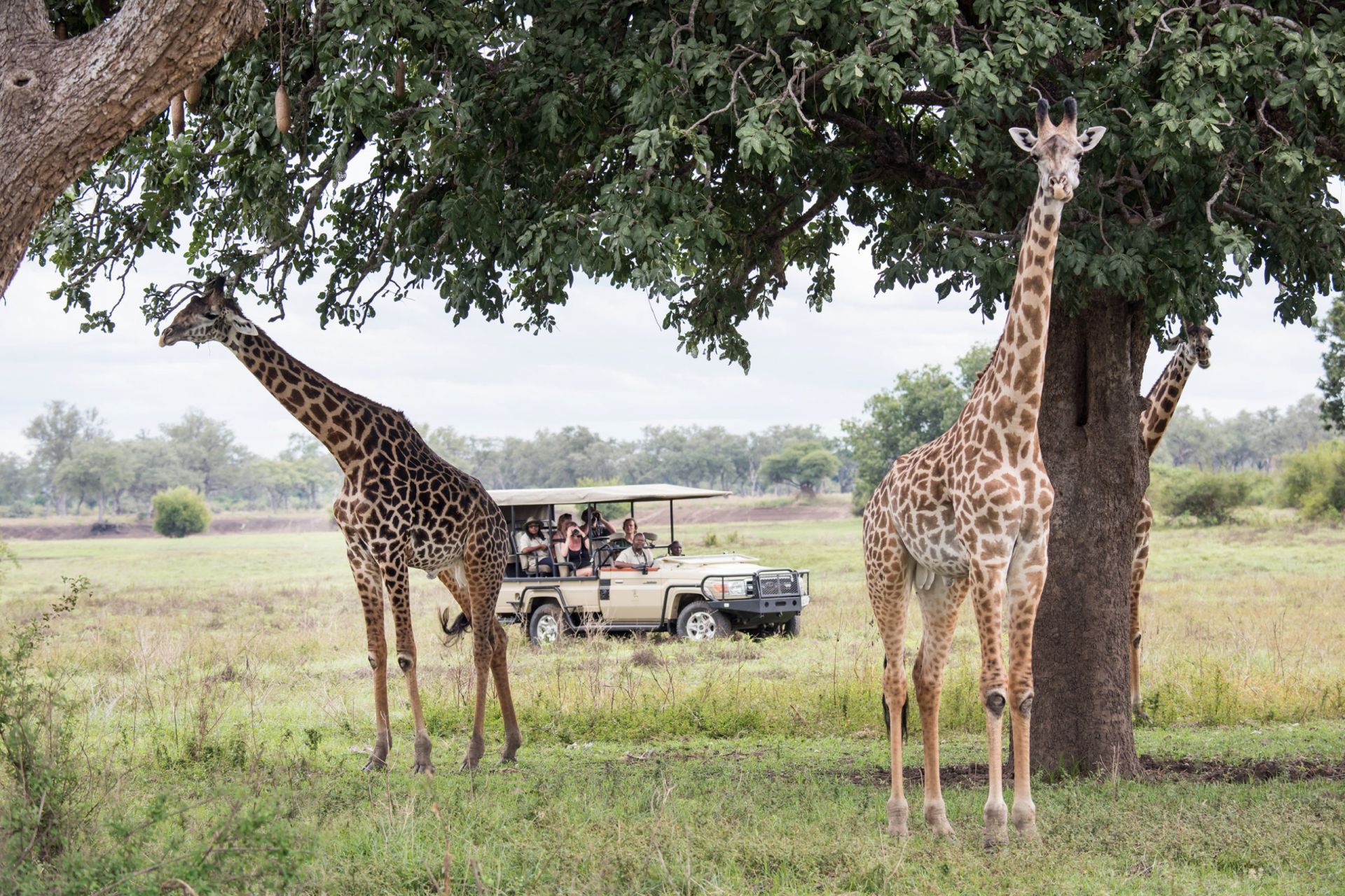 Shawa Luangwa Camp en Luangwa Valley