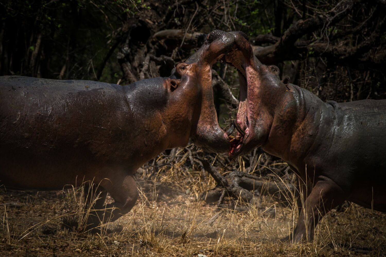 Shawa Luangwa Camp en Luangwa Valley