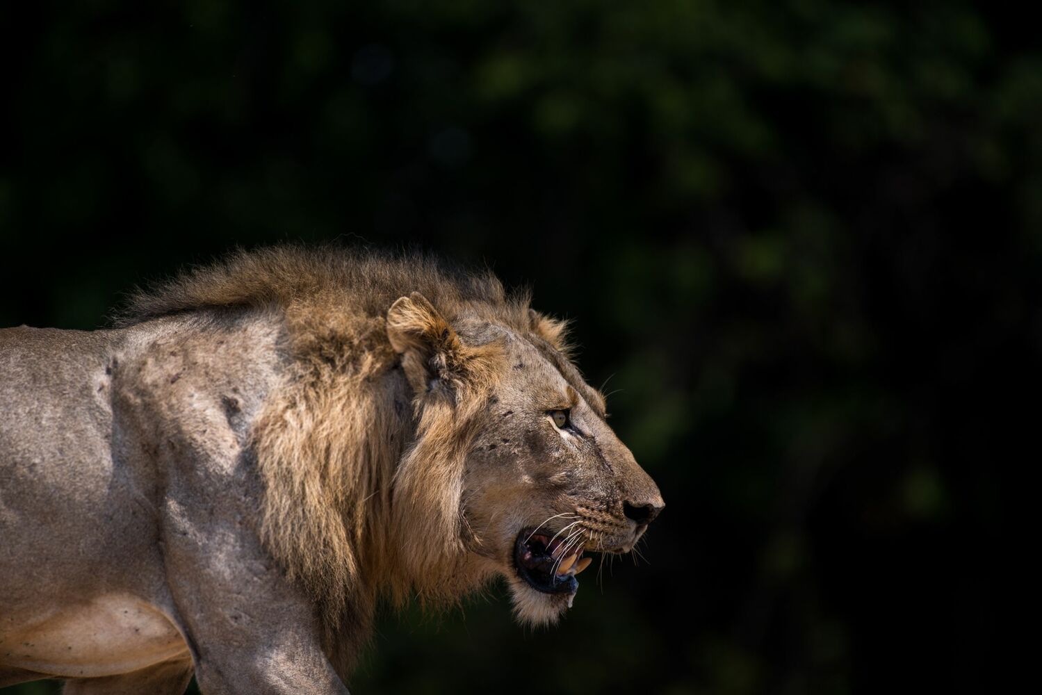 Shawa Luangwa Camp en Luangwa Valley