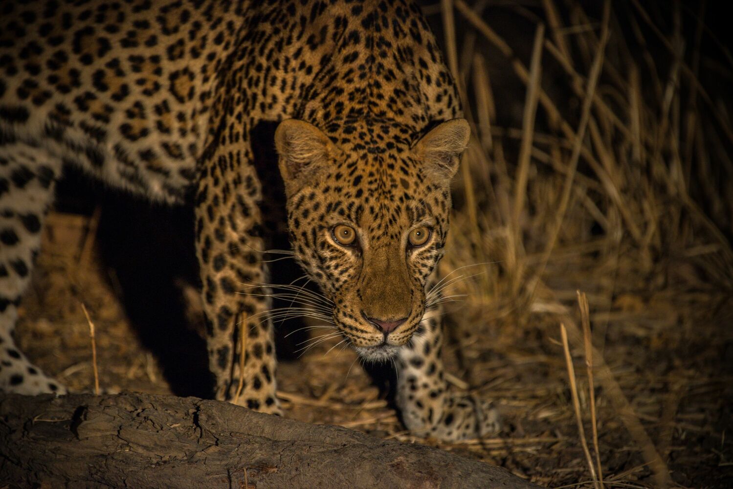 Shawa Luangwa Camp en Luangwa Valley