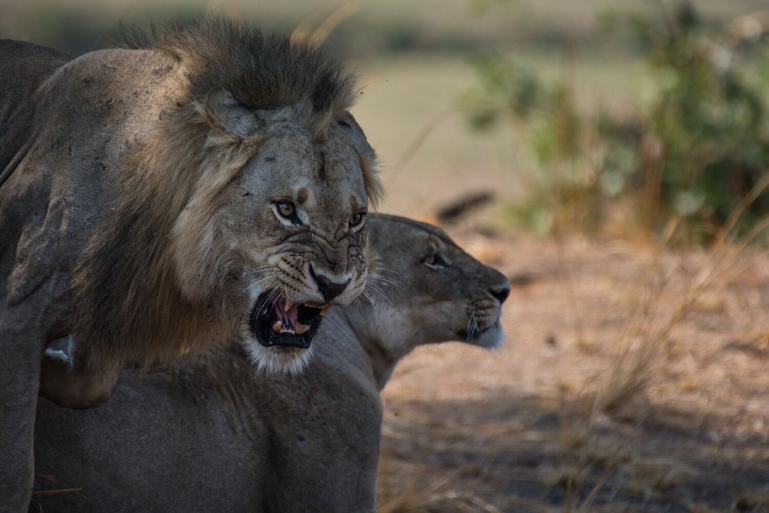 Shawa Luangwa Camp en Luangwa Valley