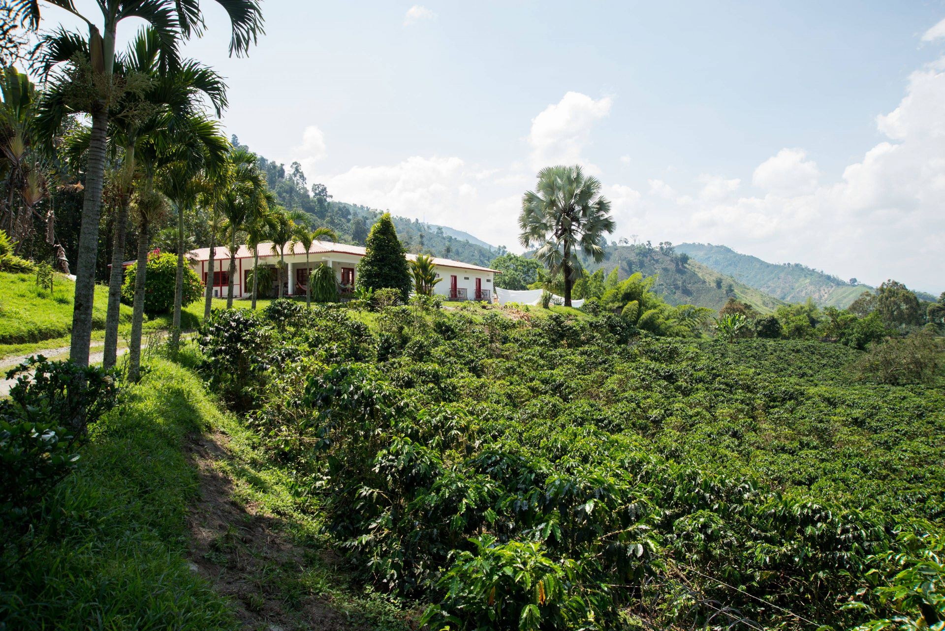 Hacienda Venecia en Valle de Cocora