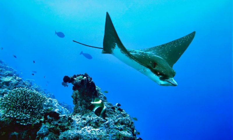 Zawadi en Zanzibar