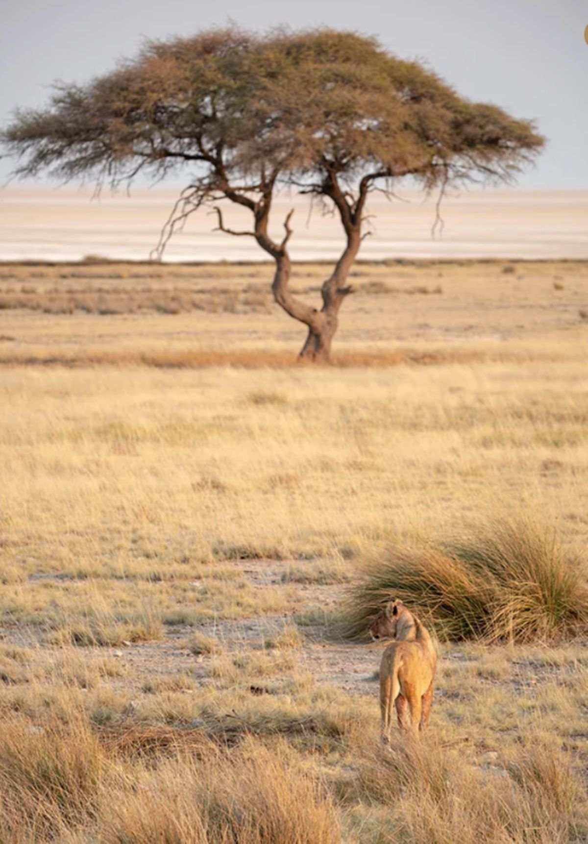 Little Ongava  en Etosha Parque Nacional 