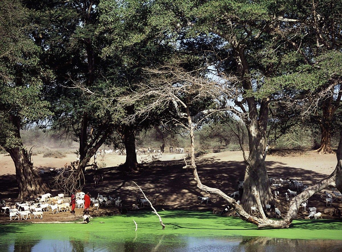 Campi Ya Kanzi en Amboseli