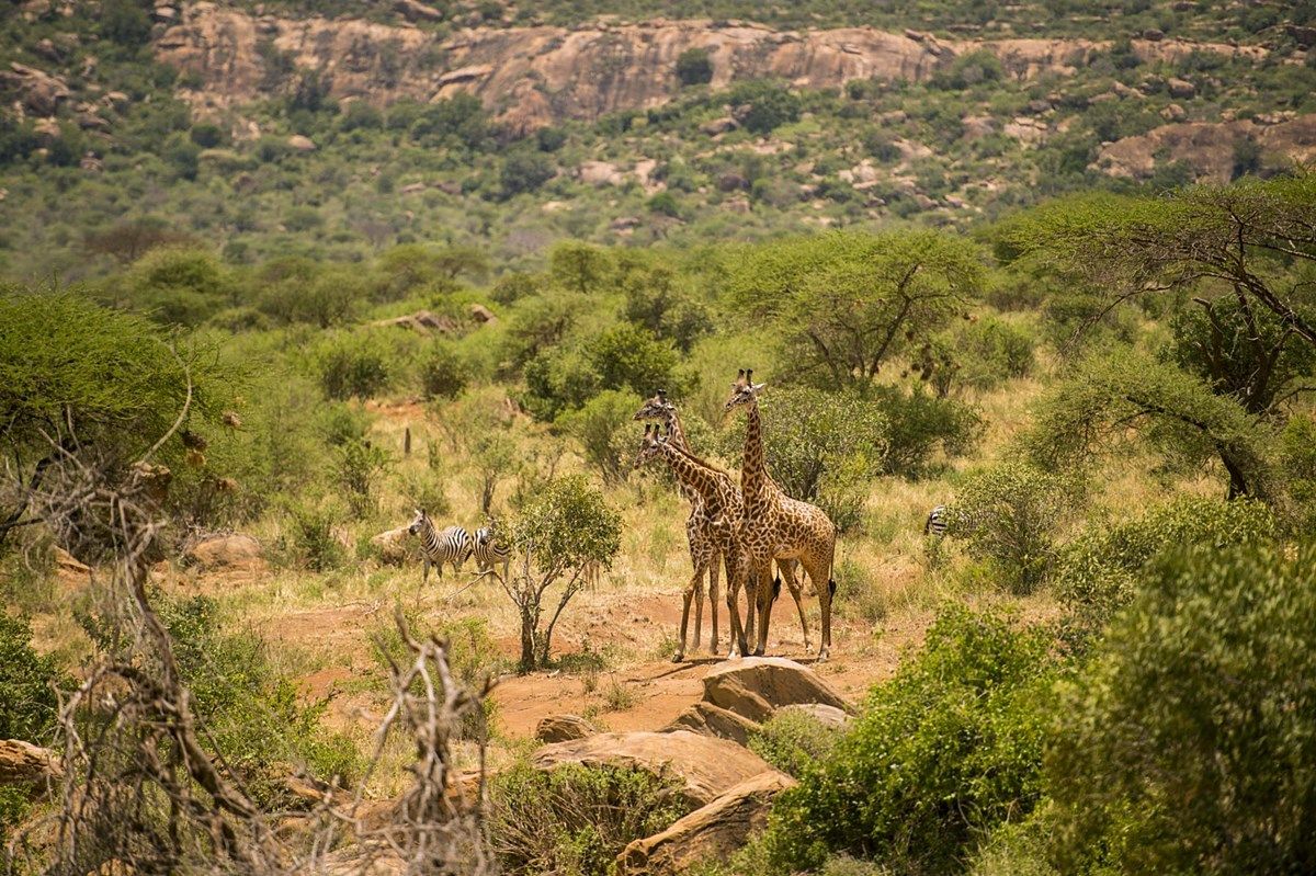 Campi Ya Kanzi en Amboseli